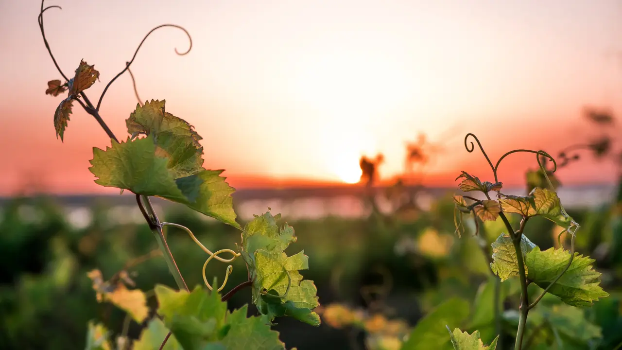 Vignes verdoyantes illuminées par un coucher de soleil en France